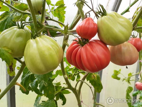 Пузата хата помидоры описание сорта отзывы садоводов. Томат Пузата хата.