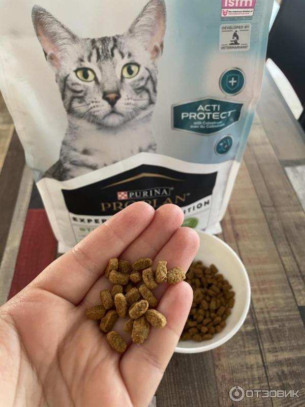 Кот хрустит кормом