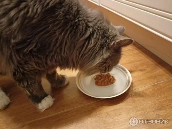 Отзыв о Влажный корм для кошек Gourmet "Морской дуэт" Креветка и лосось ...