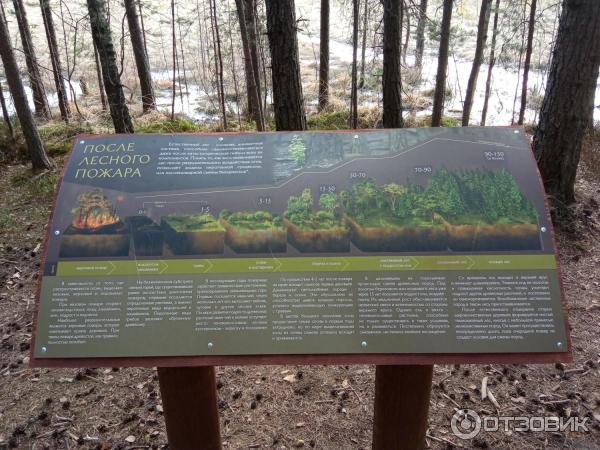Экологическая тропа Сестрорецкое болото (Россия, Ленинградская область) фото