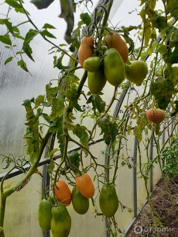 Отзыв о Семена томатов \