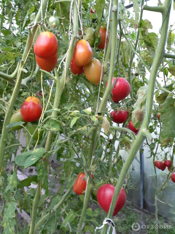 Отзыв о Семена томатов \