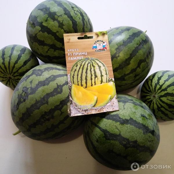 сорт арбуза черный принц. сорт арбуза черный принц. арбуз принц. арбуз «черный принц». арбуз принц вильямс.