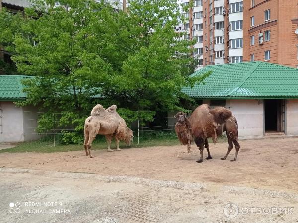 Московский Зоопарк (Россия, Москва) фото