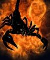 ScorpionScorpion