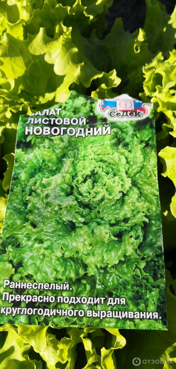 Отзыв о Семена салата листового Седек "Новогодний" | Отличный результат