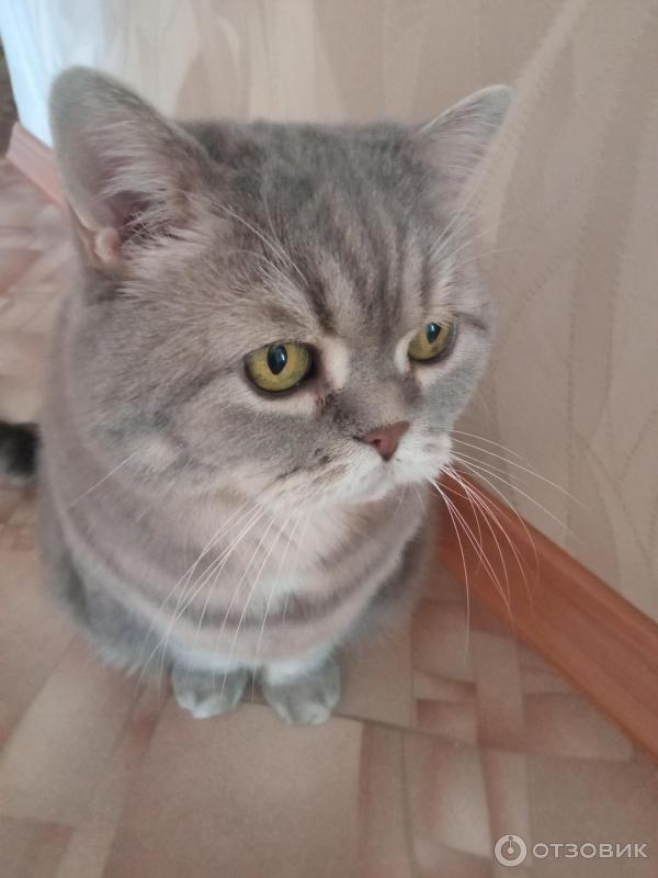 Отзыв о Очищающий лосьон Cliny для глаз собак и кошек | Помогает ...