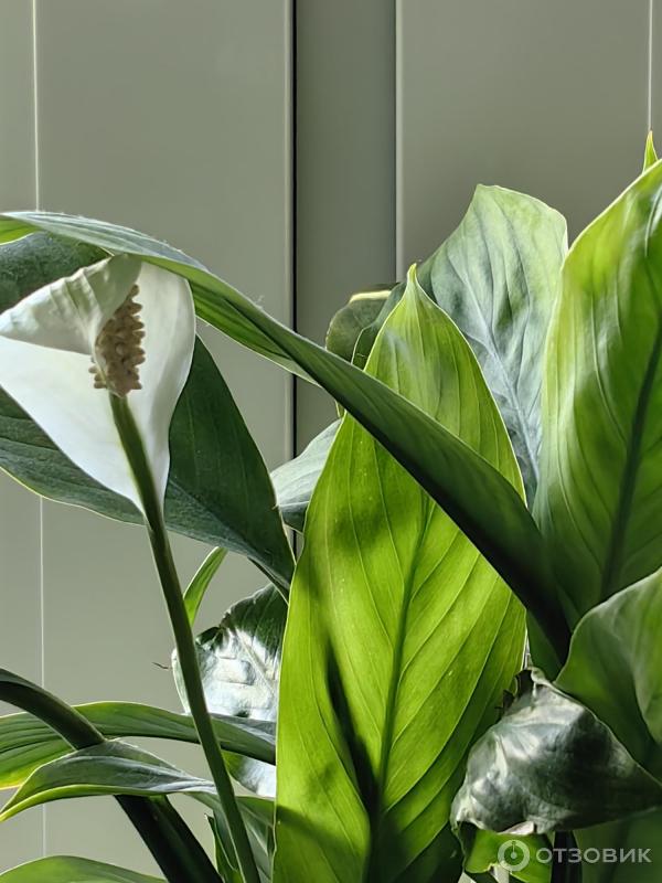 Смартфон Huawei P60 фото