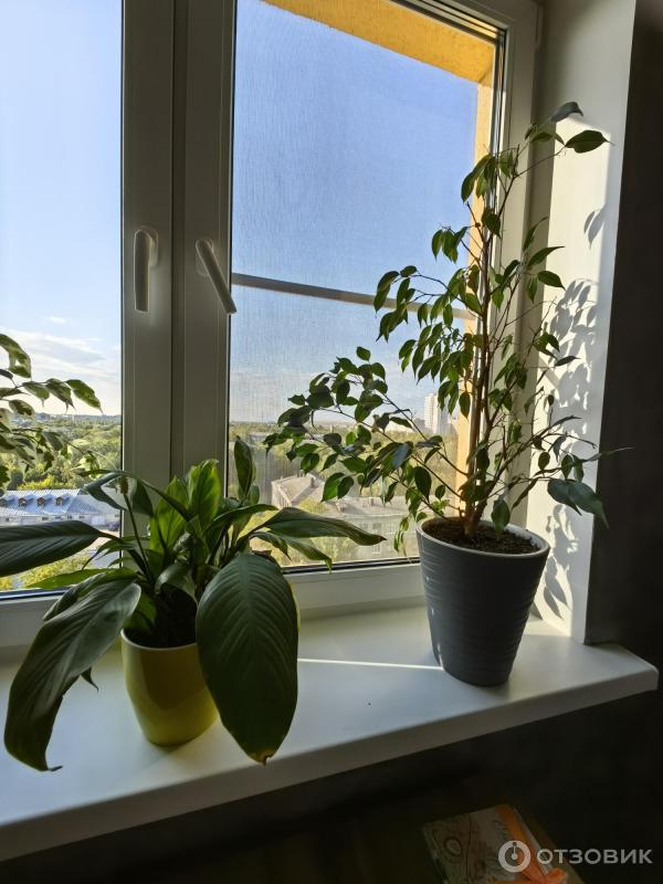 Смартфон Huawei P60 фото