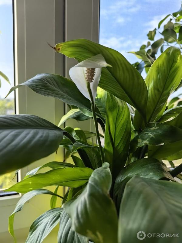 Смартфон Huawei P60 фото