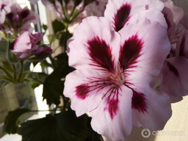 Отзыв о Комнатный цветок Герань | Подставив солнцу листики-ладошки ...