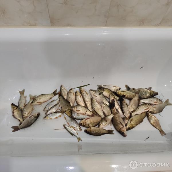 Улов на Саетлоплянском водохранилище