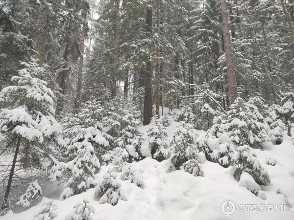 Отзыв о Природный заповедник "Токсовские высоты" (Россия, Ленинградская ...