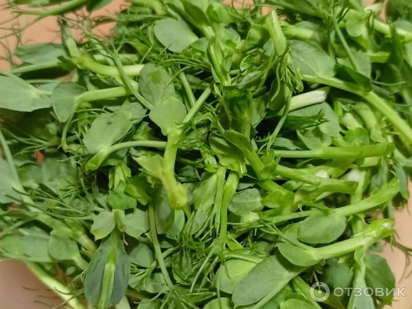 Отзыв о Семена гороха для микрозелени Vitaminarium | Ах и ох! Вкусный горох