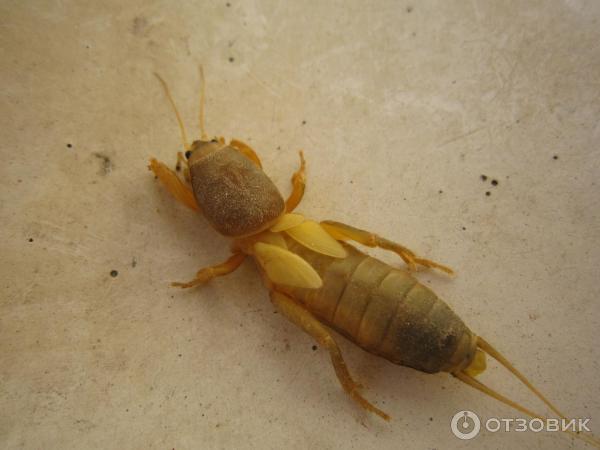 Отзыв о Субстрат для повышения качества почвы Мозаика-КМЕ bioDSO ...