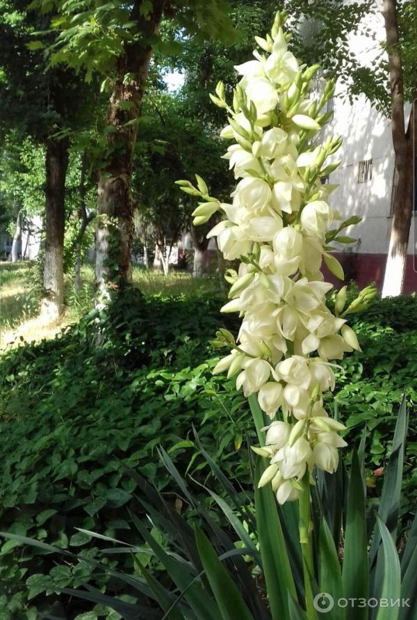 Yucca květina na fotografii a ve vašem domě