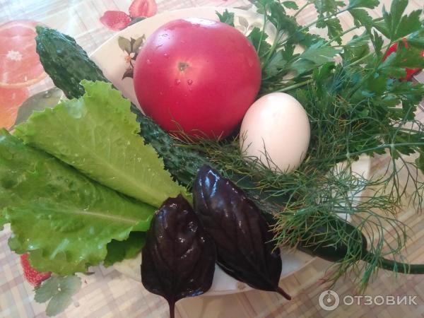 Fotografie Seedek Seedek Cucumber Emerald Stream F1