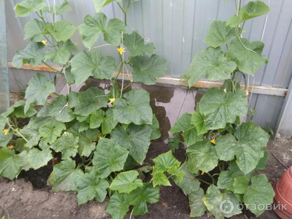Fotografie Seedek Seedek Cucumber Emerald Stream F1