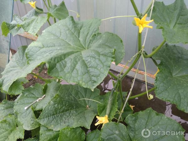 Fotografie Seedek Seedek Cucumber Emerald Stream F1
