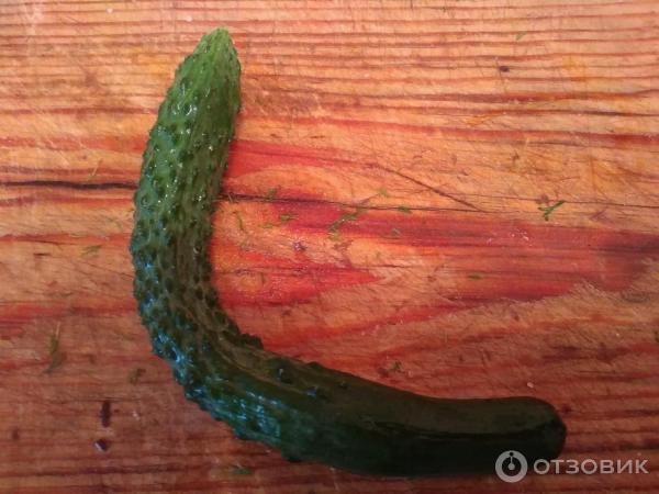 Fotografie Seedek Seedek Cucumber Emerald Stream F1