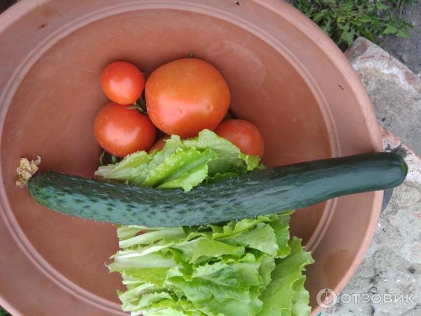 Fotografie Seedek Seedek Cucumber Emerald Stream F1