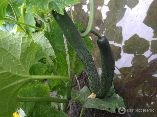 Fotografie Seedek Seedek Cucumber Emerald Stream F1