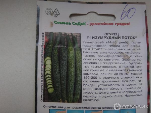 Fotografie Seedek Seedek Cucumber Emerald Stream F1