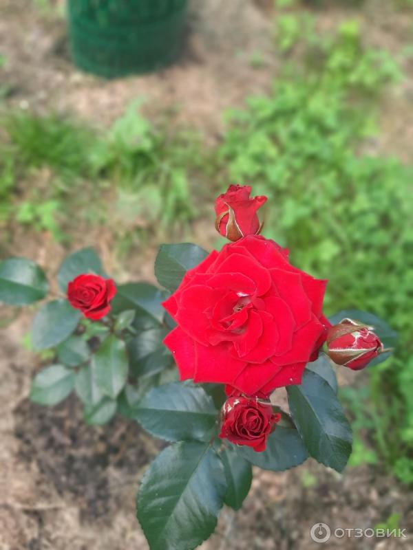 Отзыв о Pitomnik-rose.ru - интернет-магазин саженцев роз | Что выросло ...