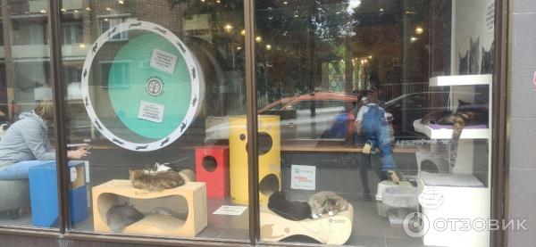 Отзыв о Кафе "Котики и люди" (Россия, Москва) | Если хотите ...