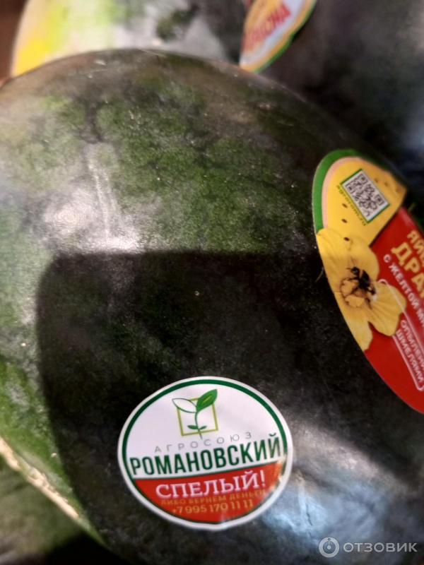 Vodní meloun Agrosoyuz Romanovsky Dračí vejce se žlutou dužinou fotografie