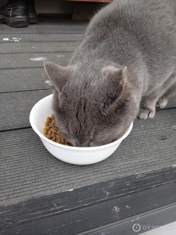 Польза натурального корма Nature's table для кошек