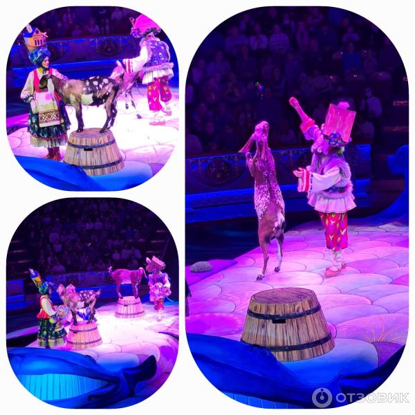Представление Конек-Горбунок в Цирке Никулина на Цветном бульваре (Россия, Москва) фото